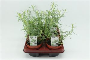 Afbeelding van Dragon